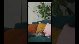 A Day in the Life of a Pampered Pet
