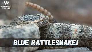 Blue Rattlesnake AND Road Cruising a Bear!