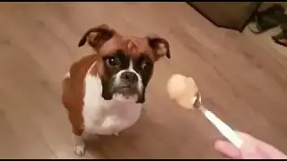 Boxer Dog tries Peanut Butter for the first time.