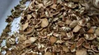 Patriot 600 Nut Cracking Machine cracking hard Hickory Nuts