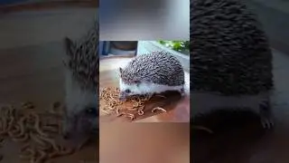 WAIT, THAT&rsquo;S A BABY HEDGEHOG? #animals #hedgehog #cute #funny #facts #ytshorts #animallife #nature