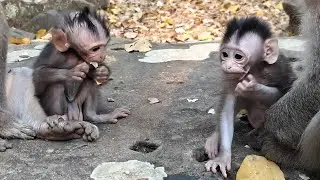 Baby monkey showing life everytime after feeding-breas | How cute of them | There are family lover 