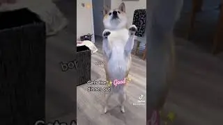 Who&rsquo;s that Pok&eacute;mon? Trend (Tiktok/Vine)