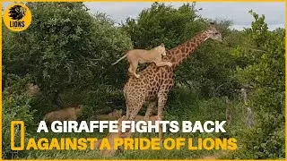 Explore Giraffe Characteristics, Behavior and Role in the Ecosystem | Animals Fighting