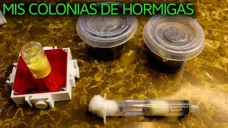 MIS COLONIAS DE HORMIGAS | ATTA MEXICANA | ODONTOMACHUS CLARUS | LIOMETOPUM APICULATUM |
