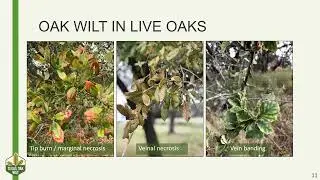 Oak Wilt