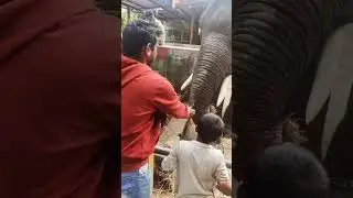 Vibing with animal #india #travel #elephant #coorglife #karnataka #minivlog #bangaluru