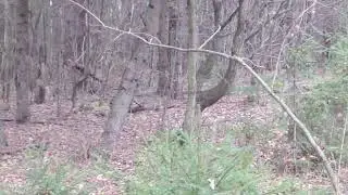 Продолжение Белок в Лесу, та что в кадре убегает