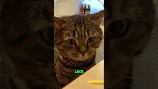 Furry Comedians: Hilarious Pet Moments You Can't Miss