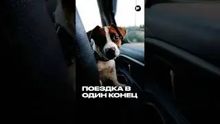 Эмпаты, аккуратнее! История доведёт вас до слёз