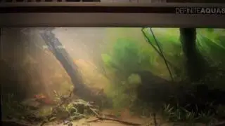 JBL Biotope Aquarium Contest 2013   compilation 720p 30fps H264 192kbit AAC