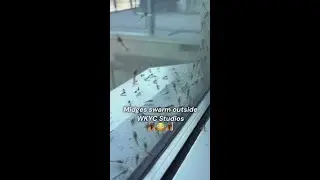Midges swarm outside WKYC Studios on the lakefront in downtown Cleveland