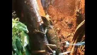 Acanthosaura Capra boy enjoying being sprayed