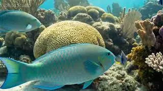 Underwater Instant Stress Relief &ndash; Soft Piano & Acoustic Guitar for Mindful Relaxation