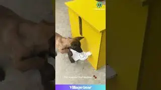 My Brain Hurts Watching These Smart Pets!🤯So Clever! #smartpets #diyprojects #funnyanimals #doglife