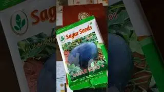 Sagar King  plus+ watermelon 🍉/Sagar King 👑 plus watermelon #seeds #watermelon 🤤 🍉🍉🍉🍉