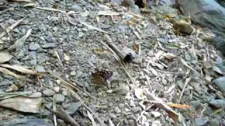 Butterfly wakes up