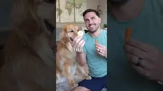 Dog chooses between a cucumber and carrot #shorts #thisorthat