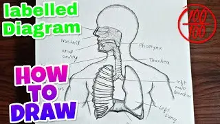 Respiratory system Diagram || How to draw human respiratory system labelled diagram| easy drawing