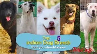 Indian top 5 inteligent and loyal dog breads.(Bully kutta)  (bhutiya kutta)(Indian spitz)etc.
