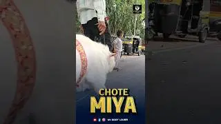 Bantam of The Year 2024 CHOTE MIYA at AK Goats #ykgoatlover #bantam #viral #reels #short #best #miya