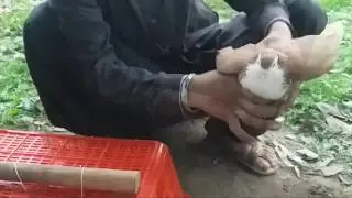 Unique Parrots Bird Trap Very Easy Bird Catching