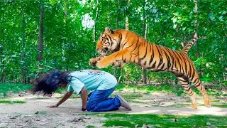 Tiger Attack Girl In The Forest | Tiger Attack Jungle | Tiger Attack Stories