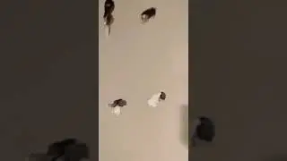 Angry 😡 tenants DESTROY property 🏡🏚 😳😳😳!!!  Live eviction... Landlords beware....