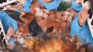 piano cat uses launches North Korea&rsquo;s nukes