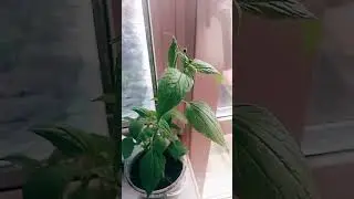 Это не Гоша, а Галя!!!