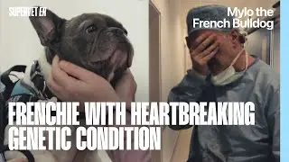 Frenchie Has World-First Spinal Surgery For Genetic Condition | Supervet ER