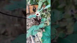 Розелла / Ямайка &mdash; как вырастить, собрать и сохранить семена #садоводство #садоводство101