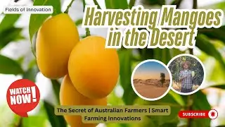 135 - Harvesting Mangoes in the Desert &ndash; The Secret of Australian Farmers  Smart Farming Innovations