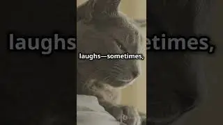 #cute #shortfilm #funny #CatAntics #FunnyCats #CatLovers #CuteCats #HeartwarmingMoments