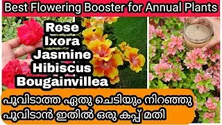 Secret Fertilizer for More Flowers in Permanent Flowering Plants | പൂച്ചെടികൾക്ക് ഒരു അടിപൊളി വളം