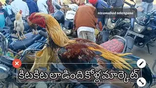 సంక్రాంతికి జోరుఅందుకున్న కోళ్ల సంత కళ్లు పెట్టడం కష్టంగా ఉంది మార్కెట్లో #aseel #chikken