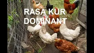 Odcinek 718 JAKIE KURY KUPIĆ DO HODOWLI? PREZENTACJA KUR RASY DOMINANT