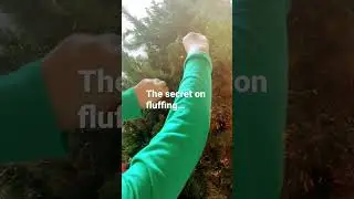 How to fluff a Christmas tree&hellip; the secret trick.