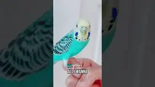 &ldquo;Too cute to function 🐦✨&rdquo; #youtubeshorts #birds #cuteanimals #parrot #pet #viralshort #funnyshorts