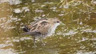 Little Crake, Schiribilla eurasiatica (Porzana parva)