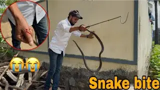 #Snakebite Indian Rat snake rescue non venomous in kurkiyal my contact number 8179086040 