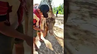 Дразню своего сына 🤗😍 (Мауи) Эпизод 1 #семья #слон #жизнь #животные #охрана природы #мило