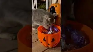 Halloween Cat Surprise Ever 🎃😺  #funny #cat #soralife