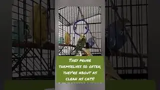 Do you know how clean birds really are? #shorts #cleaning