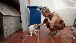 Retrospectiva das entidades de 2025 - Parte II - Taupet + Only Cats + Ambiecco Cetas Peruíbe