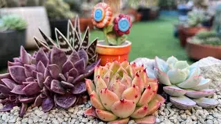 Succulent Arrangement in Small Rectangle Planter