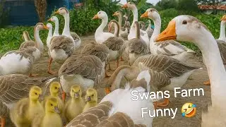 Swans and baby swans funny video🤣 রাজহাঁসের বাড়ি 