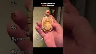 Ranking The Best Turtle Moments