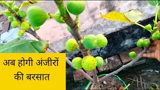 Anjeer Ke Ped Ko Gamle Main Kaise Lagaye 👉गमले में अमरूद के पौधे के लिए उर्वरक #anjeertree #figtree