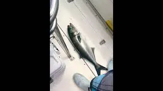 Bluefish And Bunker Color Poppers